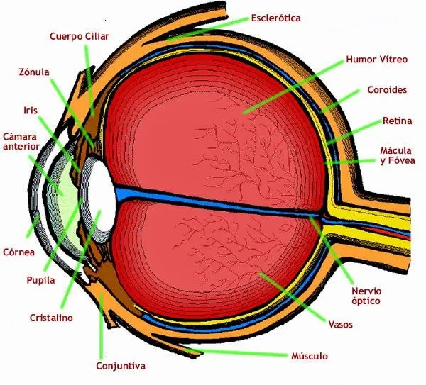 Órgano de la visión - Anatomía humana general