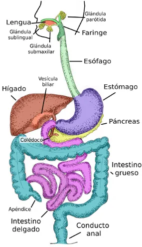 Órganos animales. Sistema digestivo. Atlas de Histología Vegetal y ...