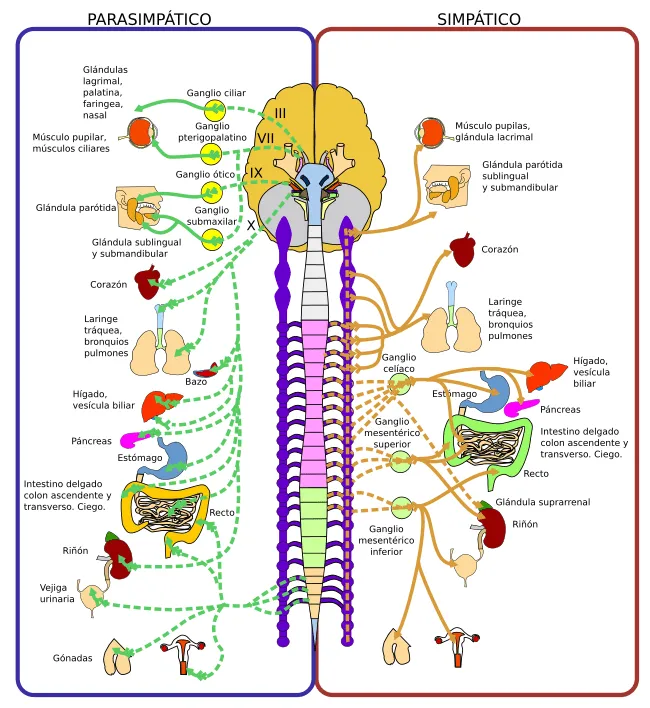 Órganos animales. Sistema nervioso. Atlas de Histología Vegetal y ...