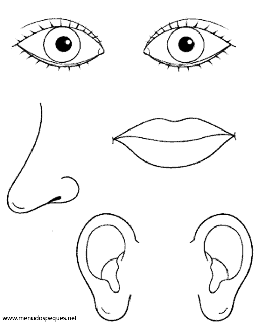 Dibujar los organos de los sentidos - Imagui