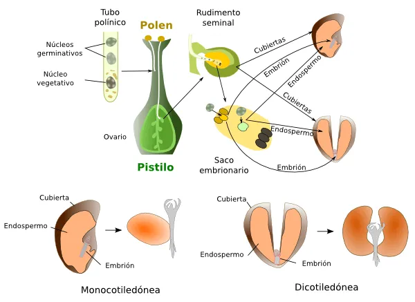 Órganos vegetales. Semilla. Atlas de Histología Vegetal y Animal Órganos vegetales. Semilla. Atlas de Histología Vegetal y Animal