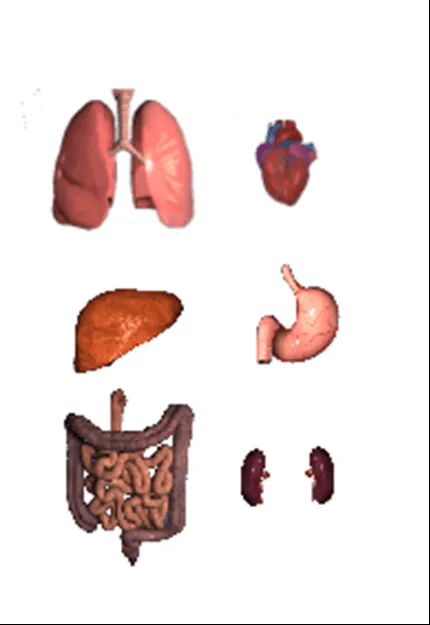Organos vitales del cuerpo humano para colorear - Imagui