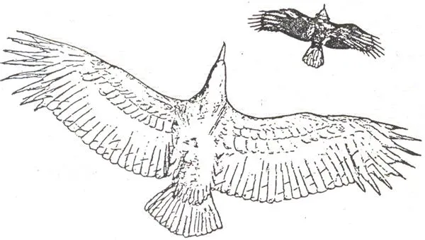 Origen y evolución de las aves (página 2) - Monografias.com