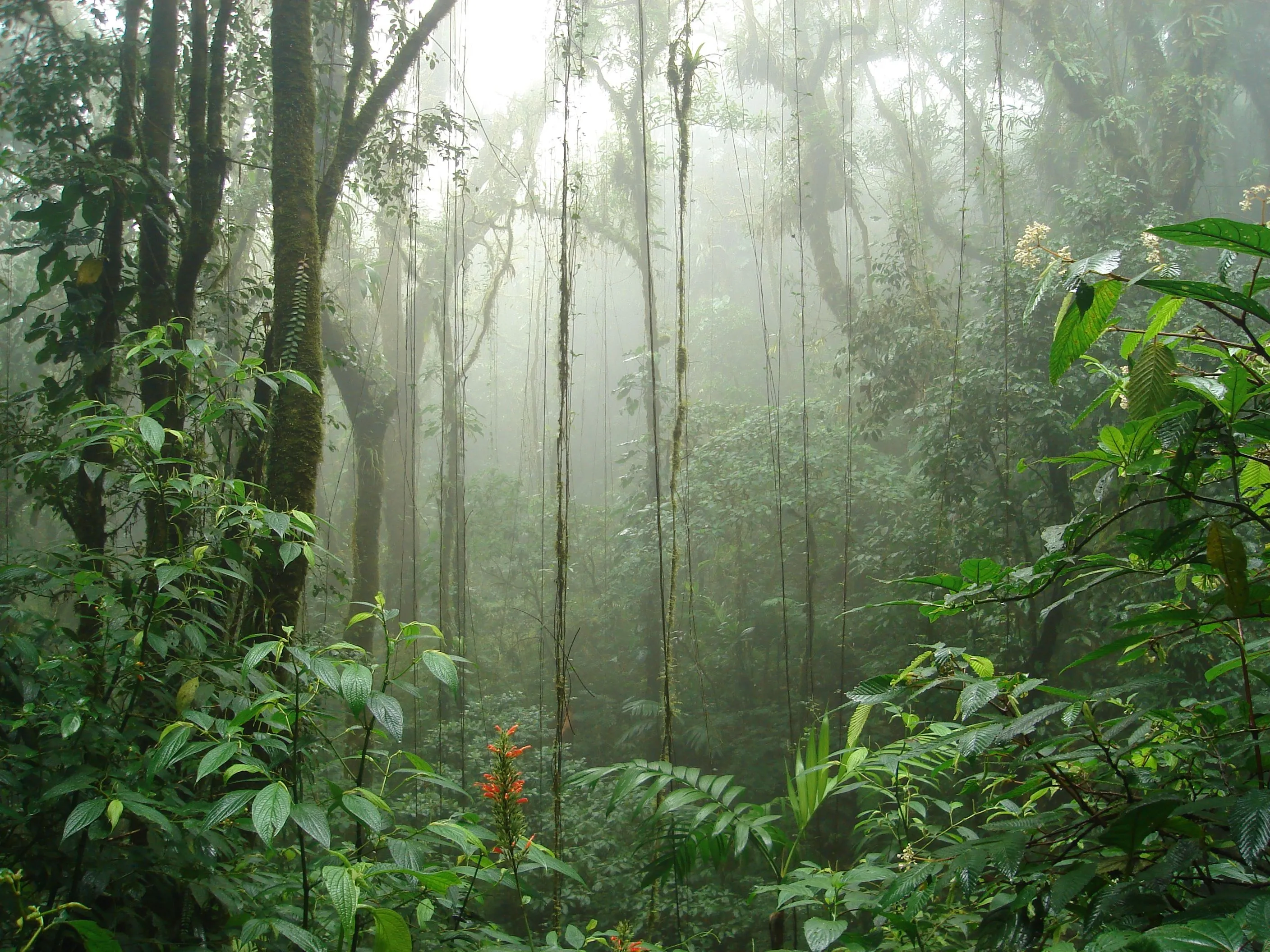 A LOS ORÍGENES: Bosque nuboso