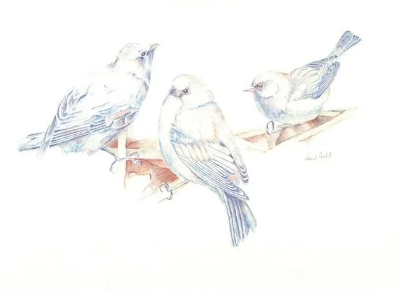 Original dibujo lapiz de color de aves los pájaros por Sketchery