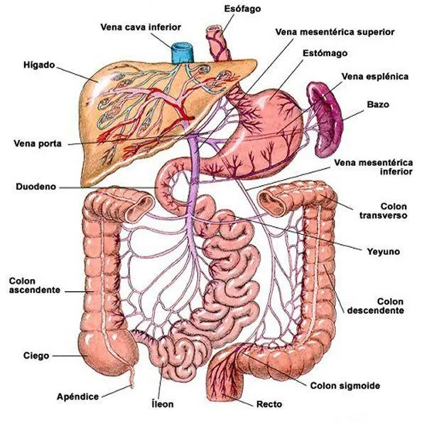 El sistema digestivo humano y sus partes - Imagui