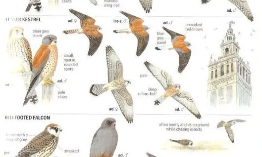 Ornitología | La crónica verde