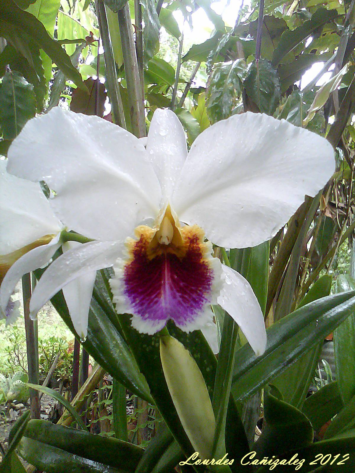 Orquídea Cattleya Percivaliana Semi-Alba Carache: Carache Estado ...