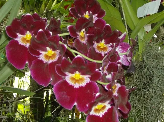 Orquidea en la Exposicion de Orquideas, Pajaros y Flores - Picture ... Orquidea en la Exposicion de Orquideas, Pajaros y Flores - Picture ...