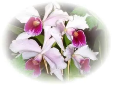 La orquídea es una flor bella, tal vez la mas bella entre las flores ...