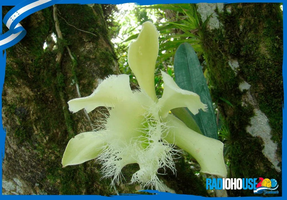 Orquídea Flor Nacional Bicentenario - RadioHouse