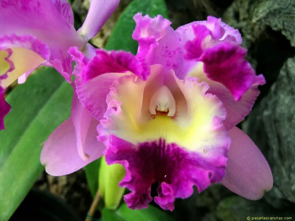 la orquidea es la flor nacional de colombia denominada como tal en ...