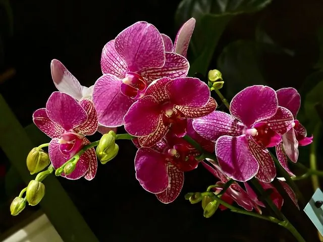 Por qué la Orquídea es la flor nacional de Venezuela - Cuando era ...