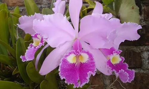 Por qué la Orquídea es la flor nacional de Venezuela | Orquideario ...