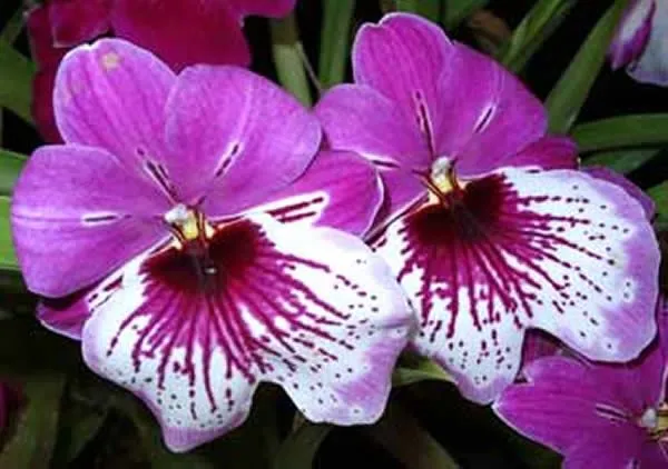 Orquídea - Imagui