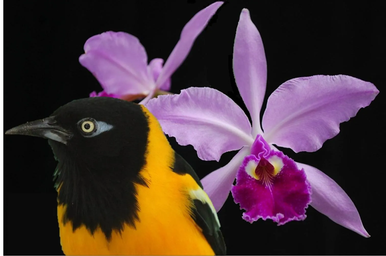 La Orquídea y el Turpial, flor y ave de Venezuela
