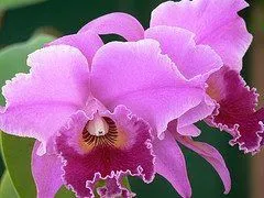 una orquidea para vietnam desde el tropico desde la tierra venezolana ...