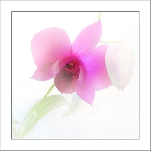 Una Orquídea para vos - a photo on Flickriver