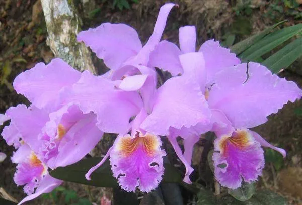 Orquídea..¡¡bella!! nuestra flor.. | granitodearenadotwordpressdotcom