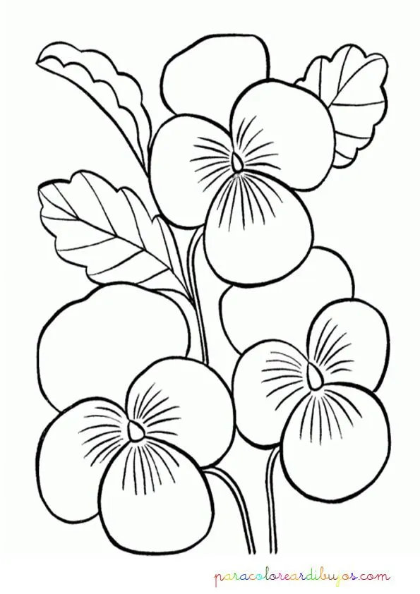 Orquideas para colorear | Colorear dibujos