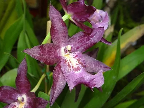 Orquídeas | Flickr - Photo Sharing!