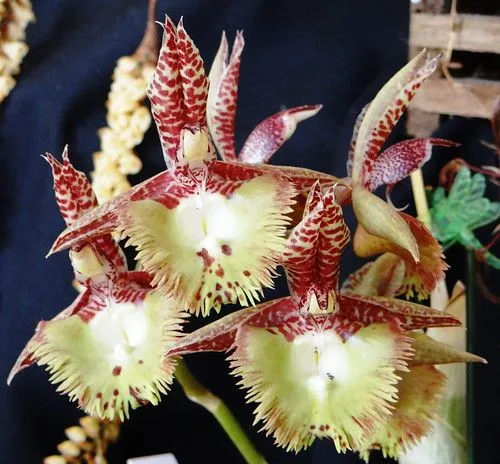 Orquideas | Flickr - Photo Sharing!