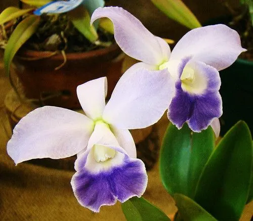 Orquideas | Flickr - Photo Sharing!