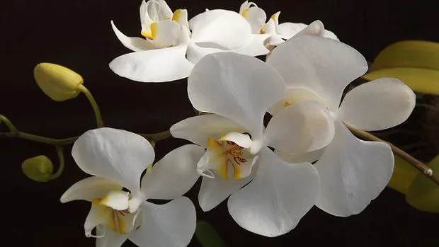 Orquídeas - Guia de Jardineria - Jardines y plantas - herramientas ...