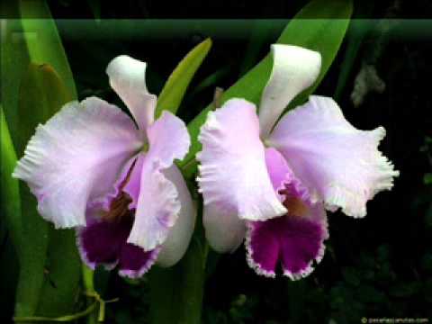 Orquídeas Hechas en Casa - YouTube