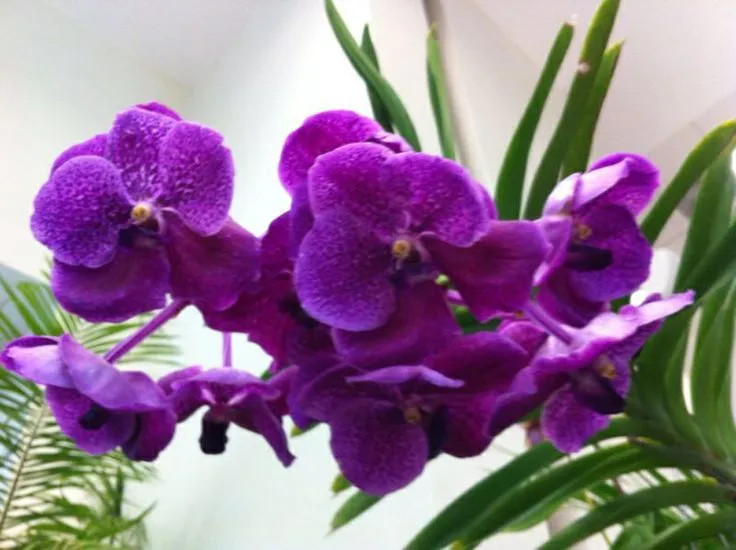 Orquídeas moradas | Fleurs | Pinterest