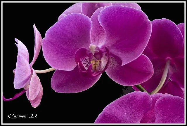 Fotos orquideas moradas - Imagui