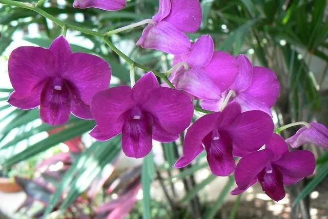 Orquideas Moradas | Flickr - Photo Sharing!