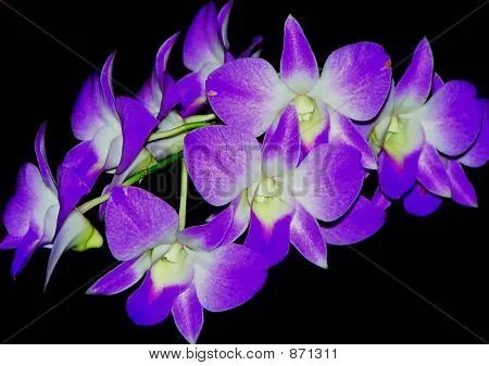 Orquideas moradas fotos - Imagui