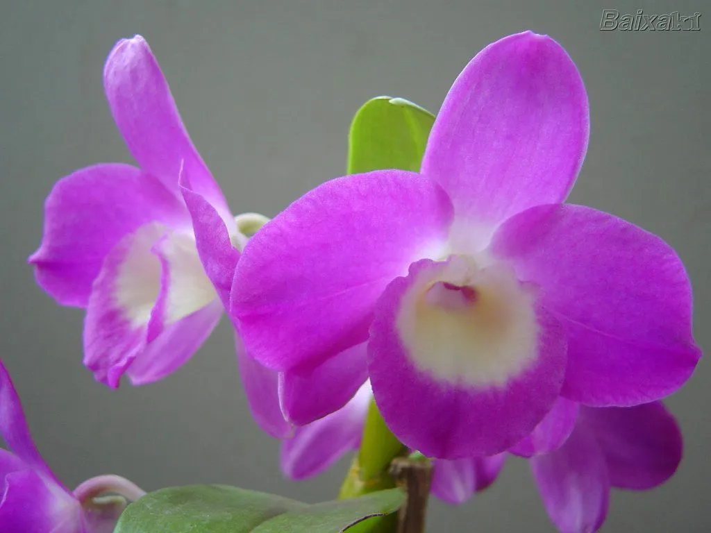 orquídeas u orquidáceas (nombre científico Orchidaceae) son una ...