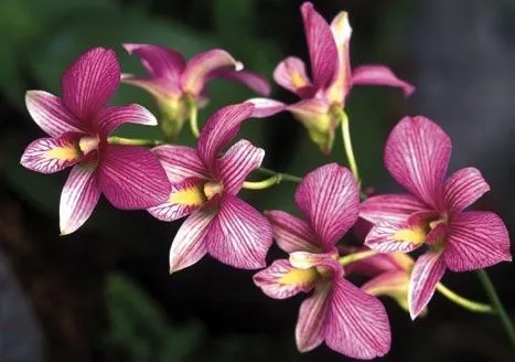 Orquideas: Que es una Orquídea?