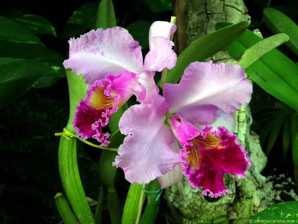 Las Orquídeas y las Rosas siguen siendo las preferidas de la damas ...