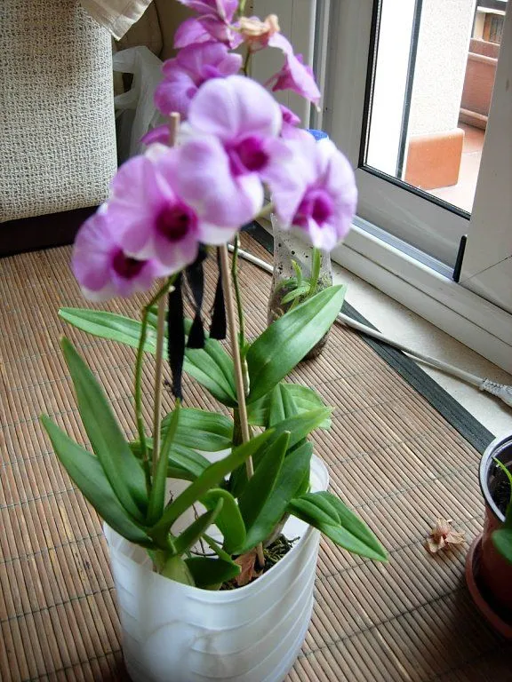 orquideas tailandia | Cuidar de tus plantas es facilisimo.com