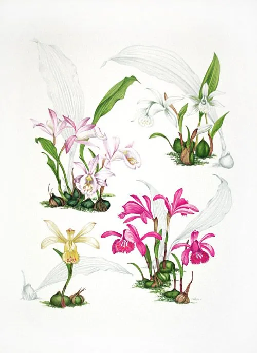 Orquídeas | Tillandsias Aéreas | Página 2