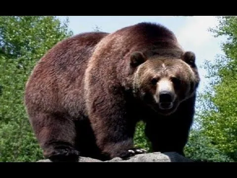 EL OSO MAS GRANDE DEL MUNDO. El oso Kodiak - YouTube