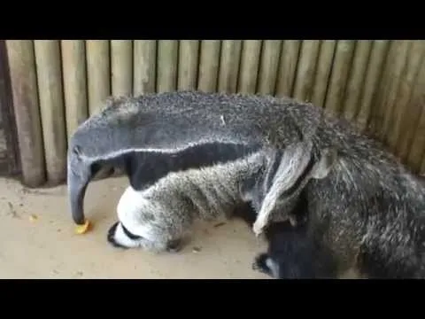 Oso Hormiguero. New Ant Eater baby | Ver Nacimiento de una Cria Oso ...