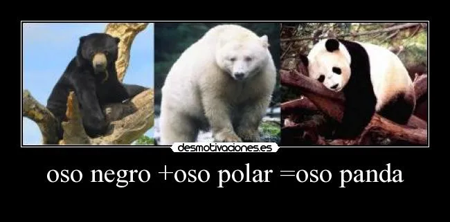oso negro +oso polar =oso panda | Desmotivaciones