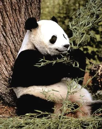  ... oso panda es un animal muy tierno su mirada es encantadora y llena de