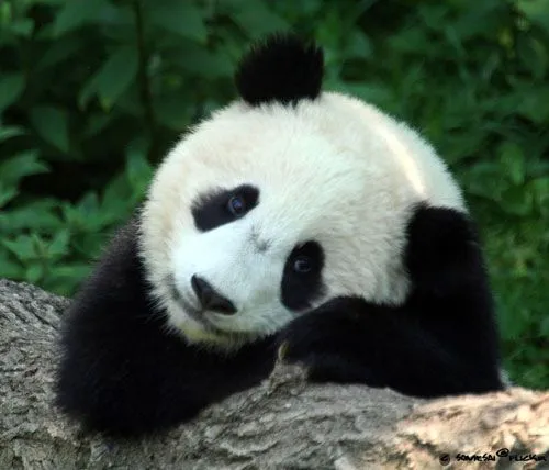 Oso panda | Animales en Peligro de extinción