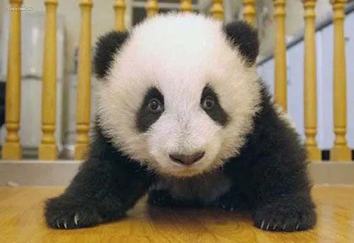 oso panda-bebe | Flickr - Photo Sharing!