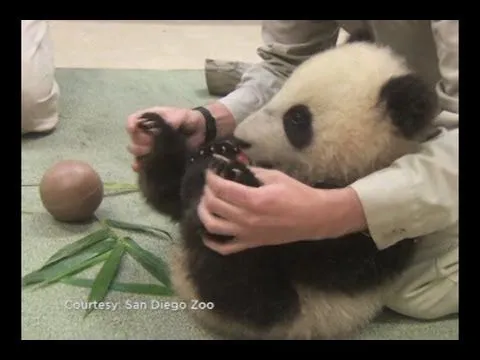 Oso panda bebé juega y se divierte - YouTube