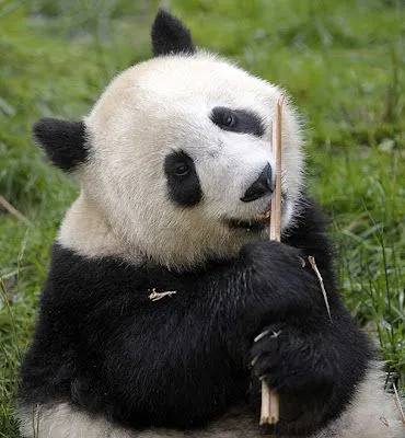 Un oso panda desgarra un palo en la reserva de Wolong, Sichuan (Foto ...