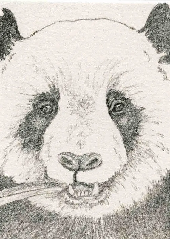 Pandas dibujo a lapiz - Imagui