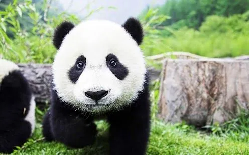 Oso Panda Fondo Animado - Aplicaciones Android en Google Play