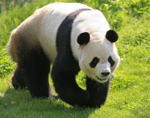 Los hombres prehistóricos chinos comían osos pandas - 20minutos.es