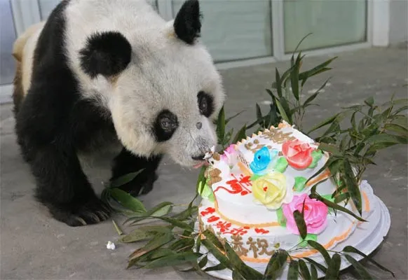 El oso panda más viejo del mundo cumple 35 años, el equivalente a ...
